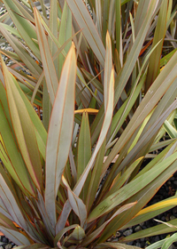 Phormium tenax                                    